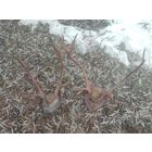 Рога северного оленя