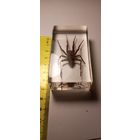 Паук в эпоксидке