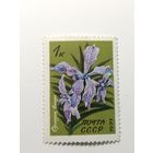 1971 СССР. Тропические и субтропические растения