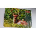 Календарик. Олененок. 2022 год.