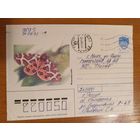 Последние провизории СССР - БССР провизорий Речица Гомель обл фауна бабочка насекомые