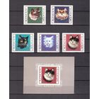 Аджман 1969 Фауна домашние кошки - 5 марок + 1 блок MNH**