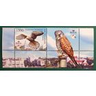 2010 Птицы Беларуси. Пустельга Беларусь