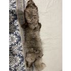 Чучело Чернобурки с рубля!