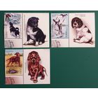 2010 Охотничьи собаки Беларусь