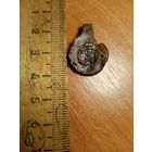 Шляхецкая вислая печать пломба