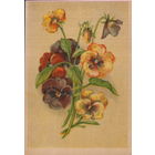 Подписанная открытка "Анютины глазки"