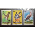 Монголия. Фауна. Птицы (417)