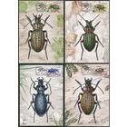 Картмаксимум "Жужелицы. Насекомые"