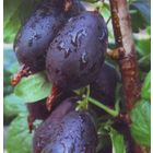 Крыжовник  Черный негус саженец