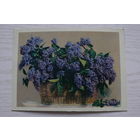 Вахрамеева М.(фото), Сирень; 1962, чистая.