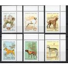 Таджикистан 2006. Фауна . Собаки (176)