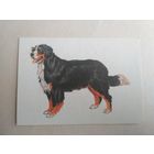 Карманный календарик. Собака . 1995 год