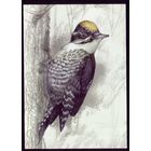 2022 год Трёхпалый дятел