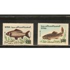 Сирия-1989 ,(Мих.1769-1770)  **  Морская  Фауна, Рыбы(полная серия)