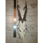 Охотничий трофей-рога косули, общая длина 40 см.