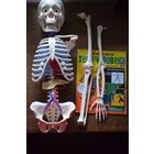 МОДЕЛЬ ЧЕЛОВЕЧЕСКОГО ТЕЛА  Deagostini Есть почти все журналы с деталями