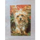 Календарик 1993