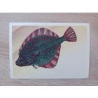 Левиновскиц 1983 чистая