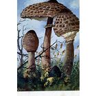 Открытка, почтовая карточка,  ГРИБ-ЗОНТИК художник ТАЛЕР