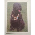 Карманный календарик. Собака. 1993 год