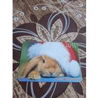 Кролик,украина,2011