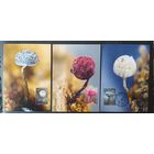 Беларусь 2020 КМ Миксомицеты , 25 экз.