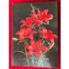 Лилия. Подписана. 1978 год. Фото Костенко.