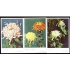 Флора цветы хризантемы Китай /цена за 10 штук /