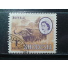 Родезия, 1966. Буйвол и королева Елизавета II