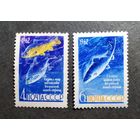 Марка СССР 1962 год Рыба