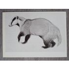 Ватагин. Барсук