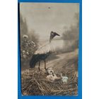 Открытка Российской империи. С новорожденным. 1911 г. Подписана