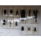 Коллекция из 12 шт. Насекомые в огстекле.