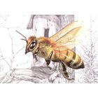 Беларусь 2020 посткроссинг фауна насекомые пчела медоносная