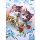 Беларусь 2024 открытка фауна котята