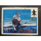 Польша 1973, Волк