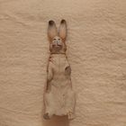 Зайчик сюрпризница ,старая Германия ,ёлочная игрушка