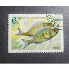 Марка СССР 1983 год Рыба