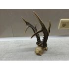 Рога. С 1 рубля!