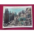 Сочи. Кипарисовая аллея в институте им. Сталина. Панова 1939 г. Чистая.