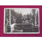 Сочи. Парк Сельскохозяйственной Опытной Станции. 30 г. Чистая.