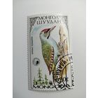 Монголия 1987. Дятлы.