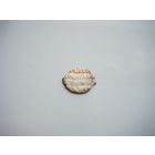 Копейка Царь Борис Фёдорович Годунов 1598-1605г.