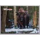 Зубр. Открытка, глянец