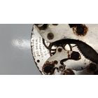 Какие то часы КЛЕЙМО D. R. G. M