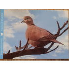 Беларусь 2012 горлица