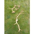 "Рога северного оленя"общий вес 1кг300гр!