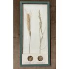 Коллекция культурных растений и их спутников сорняков. Школьное пособие.