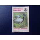Календарик 1987 г.  Красная книга Узб.ССР.  Журавль-красавка.